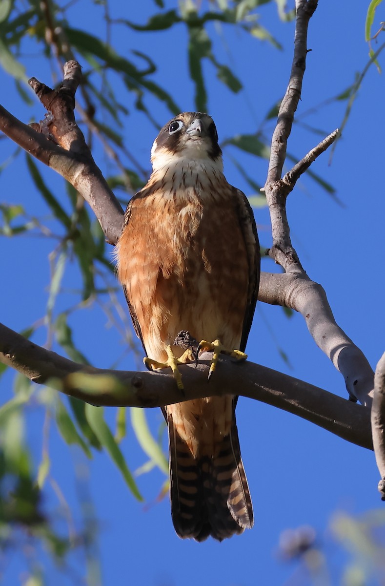 Australian Hobby - Tony Ashton