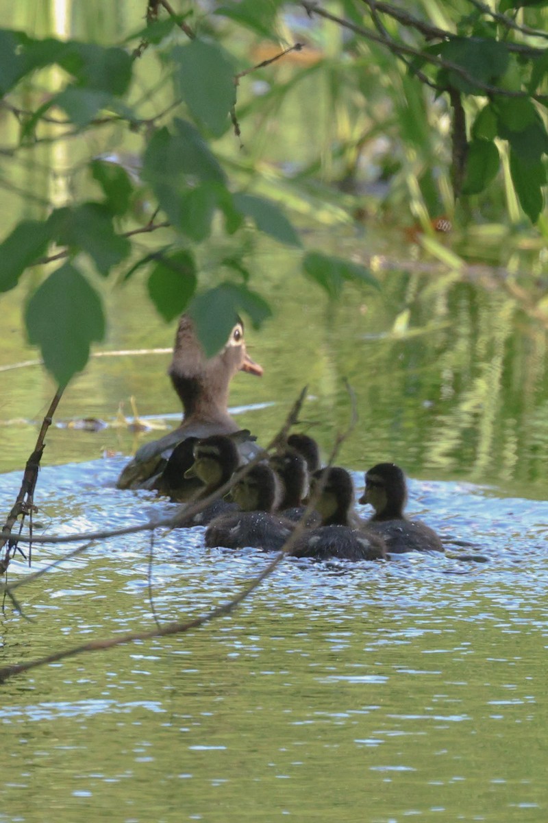 Wood Duck - Anonymous