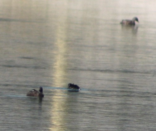 Least Grebe - Serguei Alexander López Perez