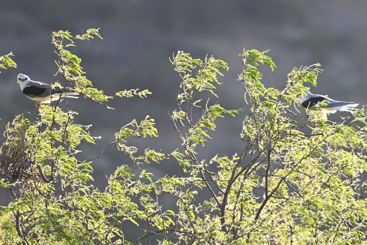 White-tailed Kite - ML619473462