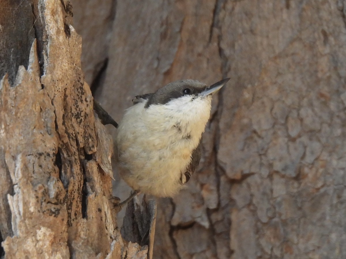 Pygmy Nuthatch - Dana Cox