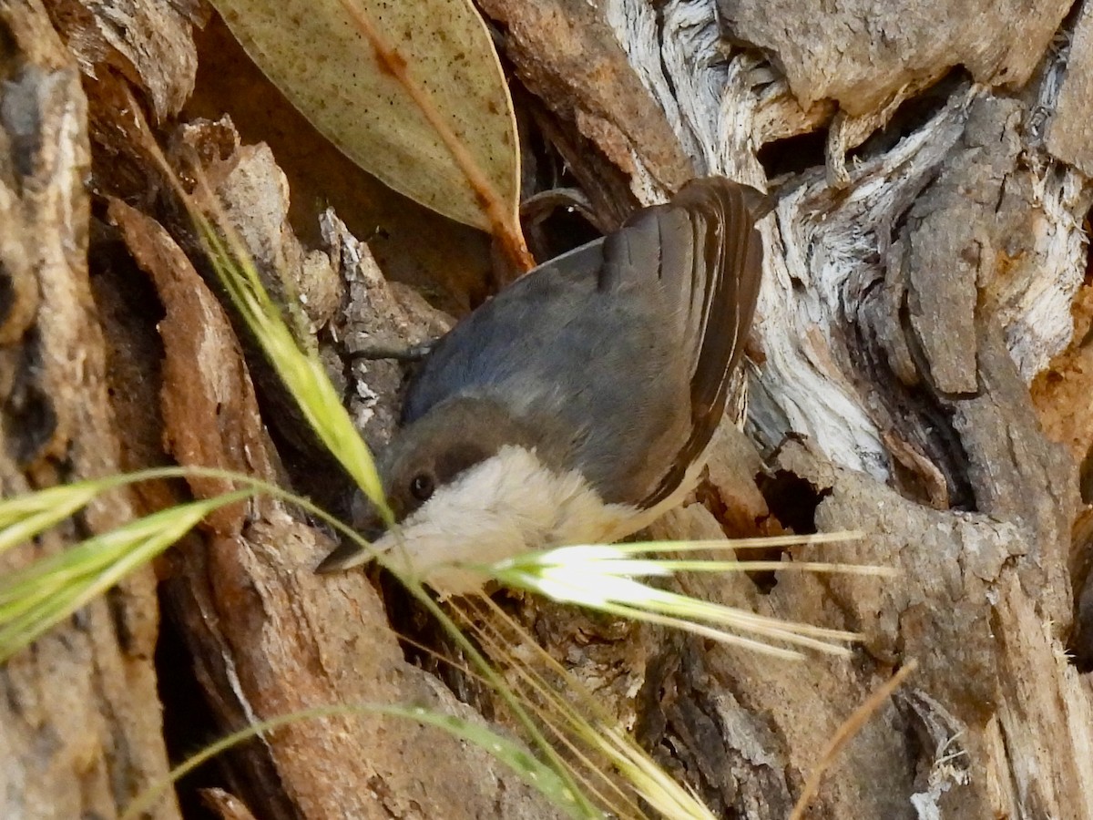 Pygmy Nuthatch - Dana Cox