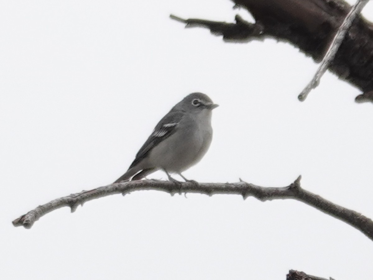 Plumbeous Vireo - Barry Reed