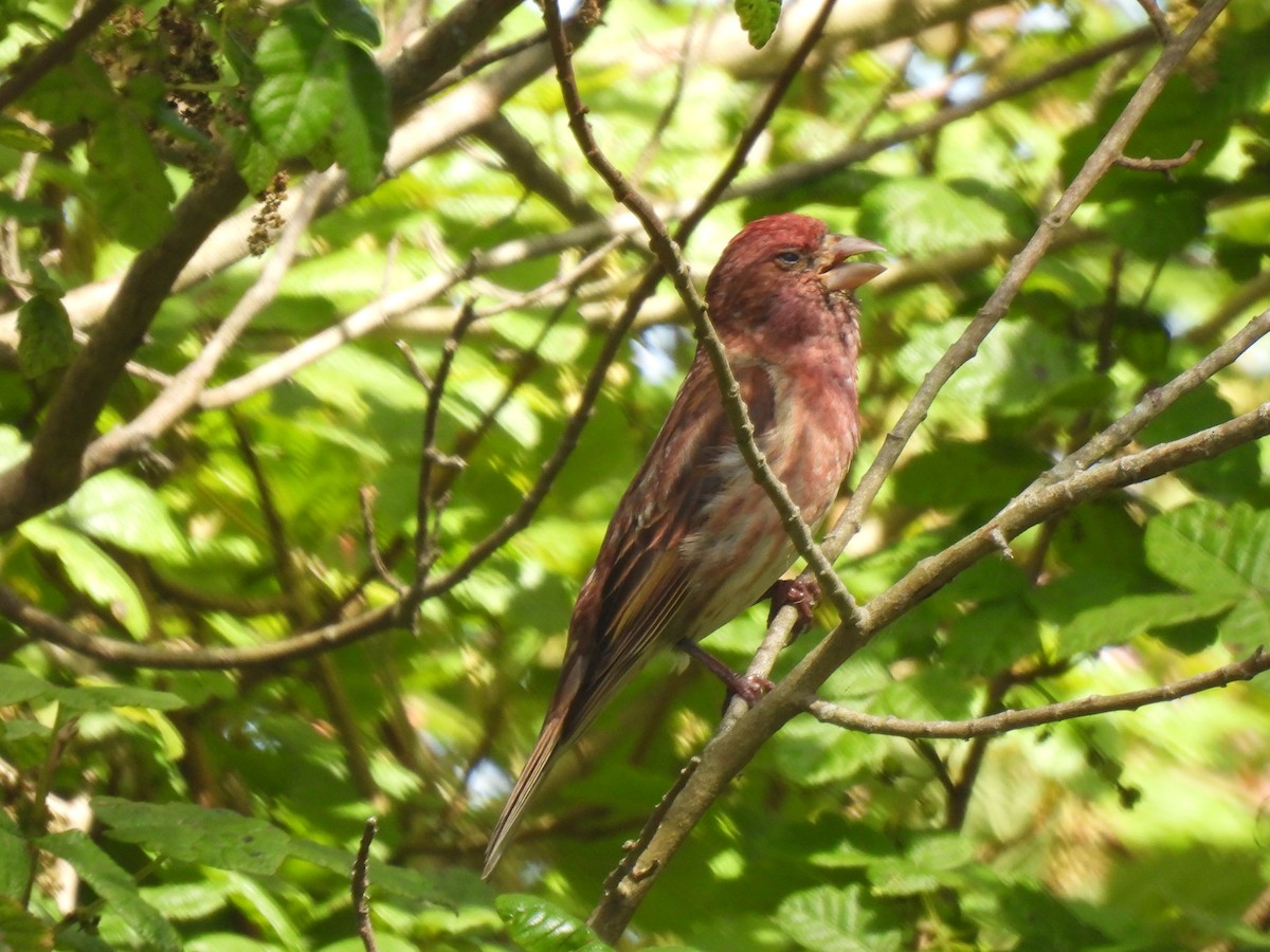 Purple Finch - Dana Cox