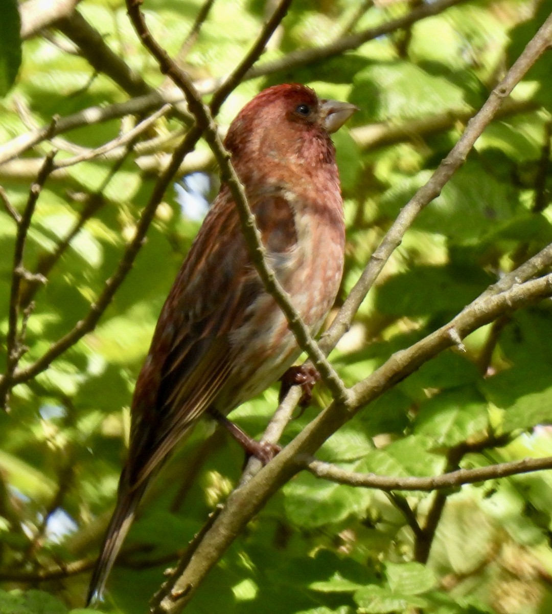 Purple Finch - Dana Cox