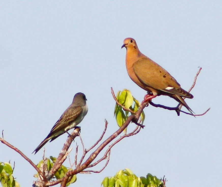 Zenaida Dove - Serguei Alexander López Perez