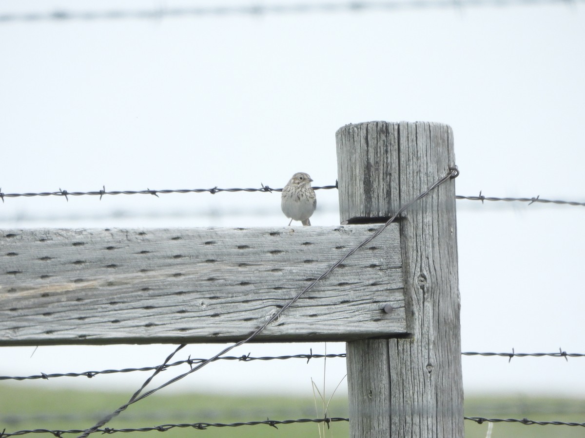 Vesper Sparrow - Stephen Feldman