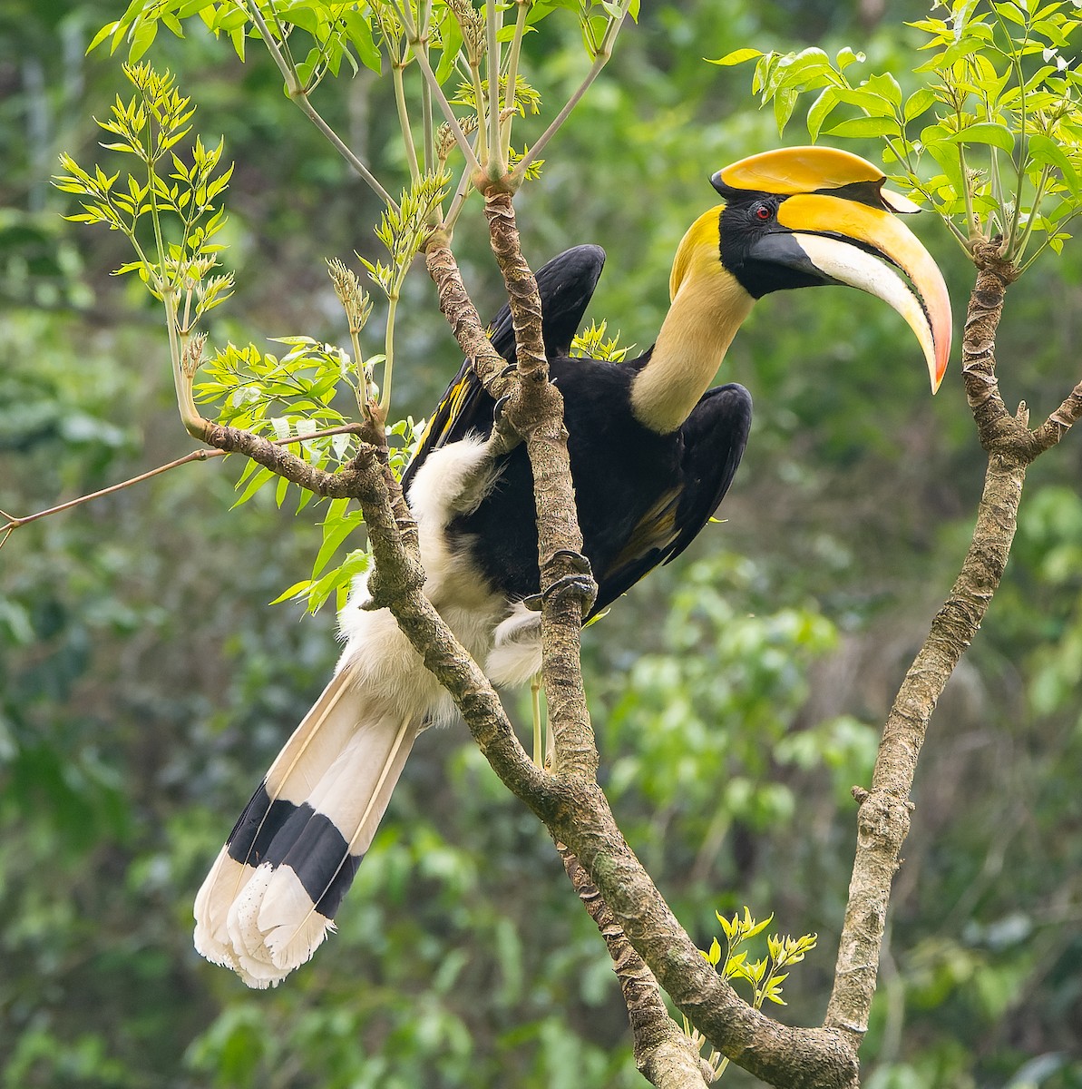 Great Hornbill - James Moore (Maryland)