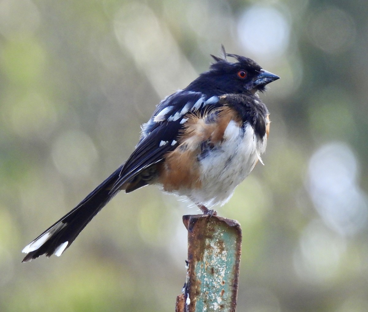 Spotted Towhee - Dana Cox