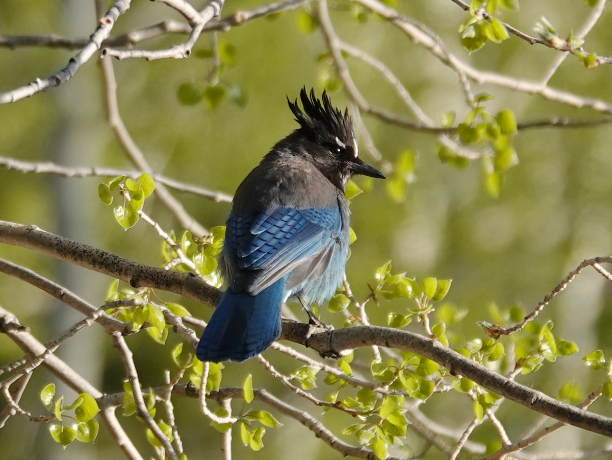 Steller's Jay (Southwest Interior) - Barry Reed