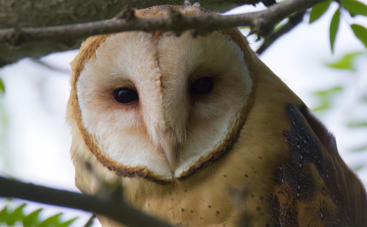 Barn Owl - Matt Yawney