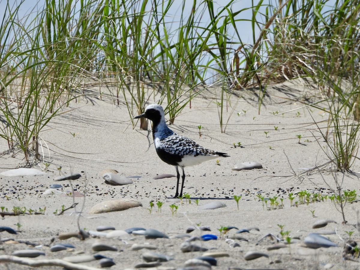 Black-bellied Plover - Carolyn Lueck