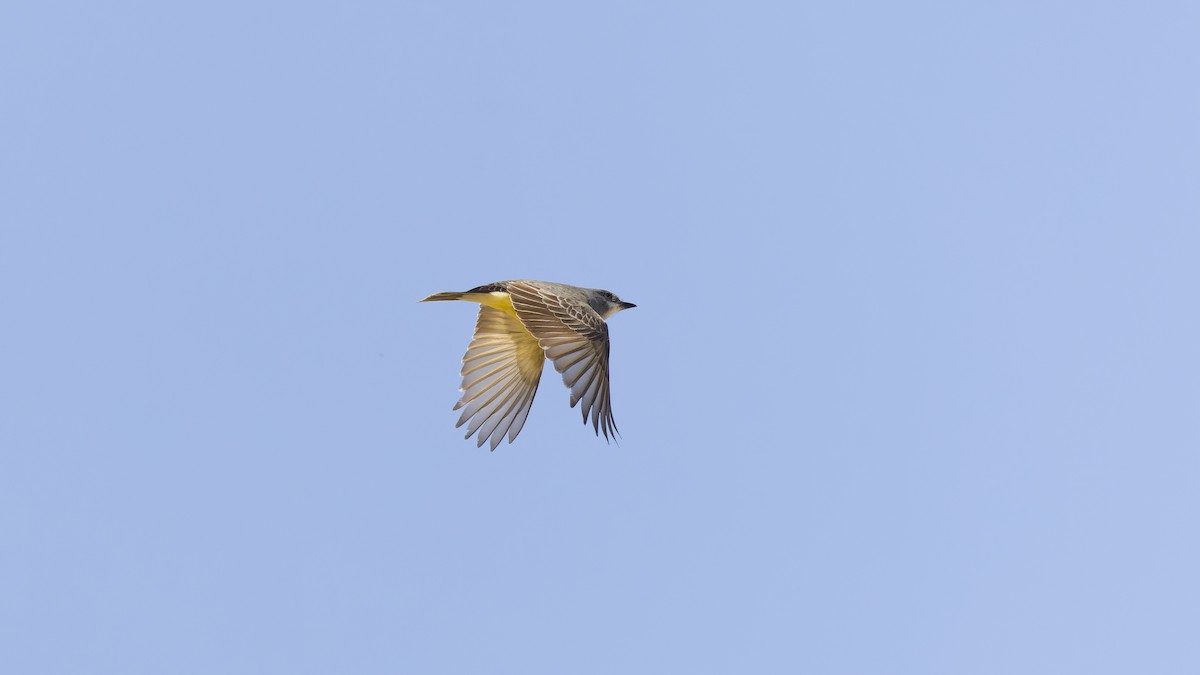 Cassin's Kingbird - Ken Chen