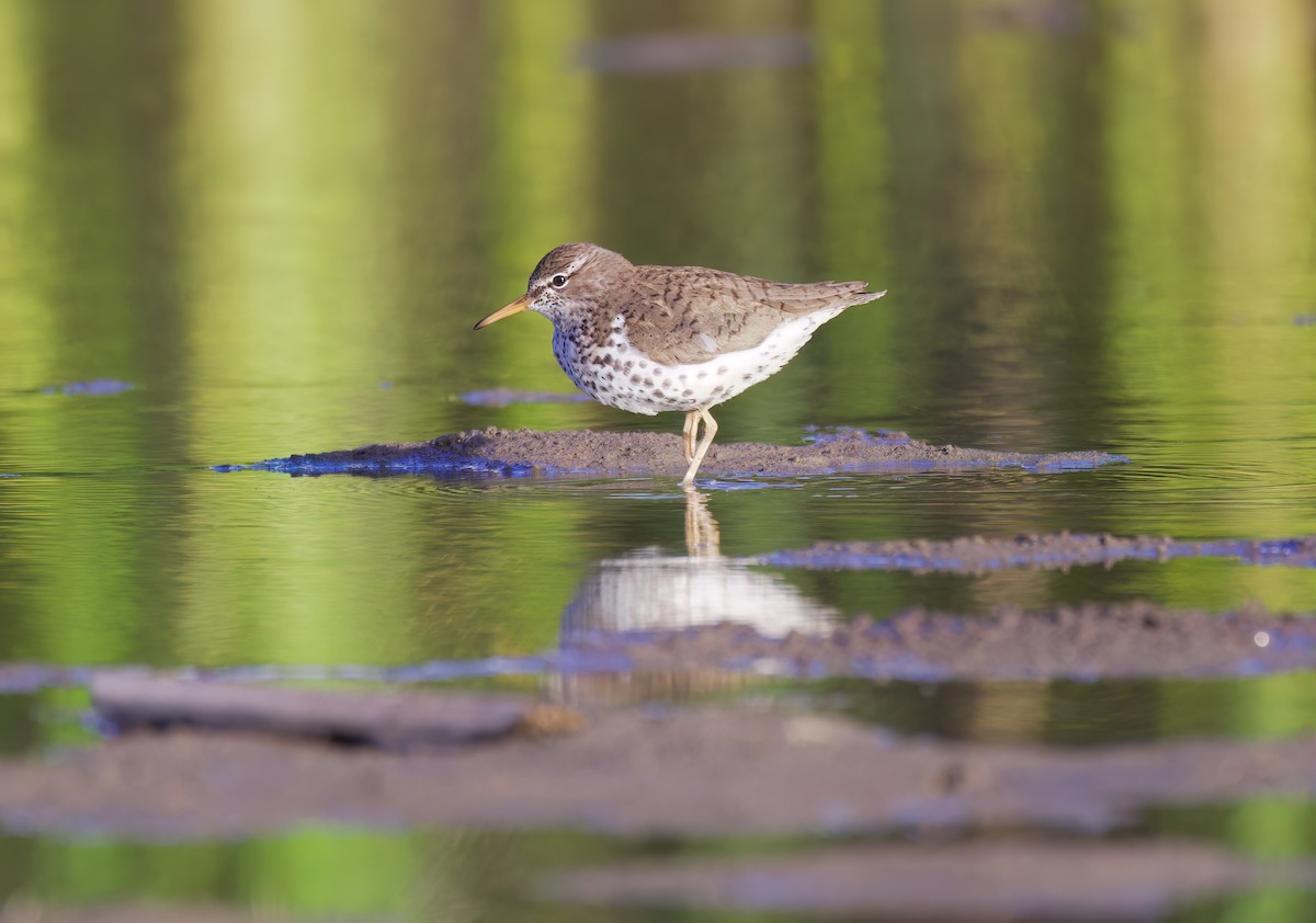 Spotted Sandpiper - Matt Yawney