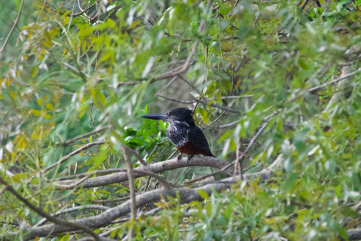 Giant Kingfisher - Nick Leiby