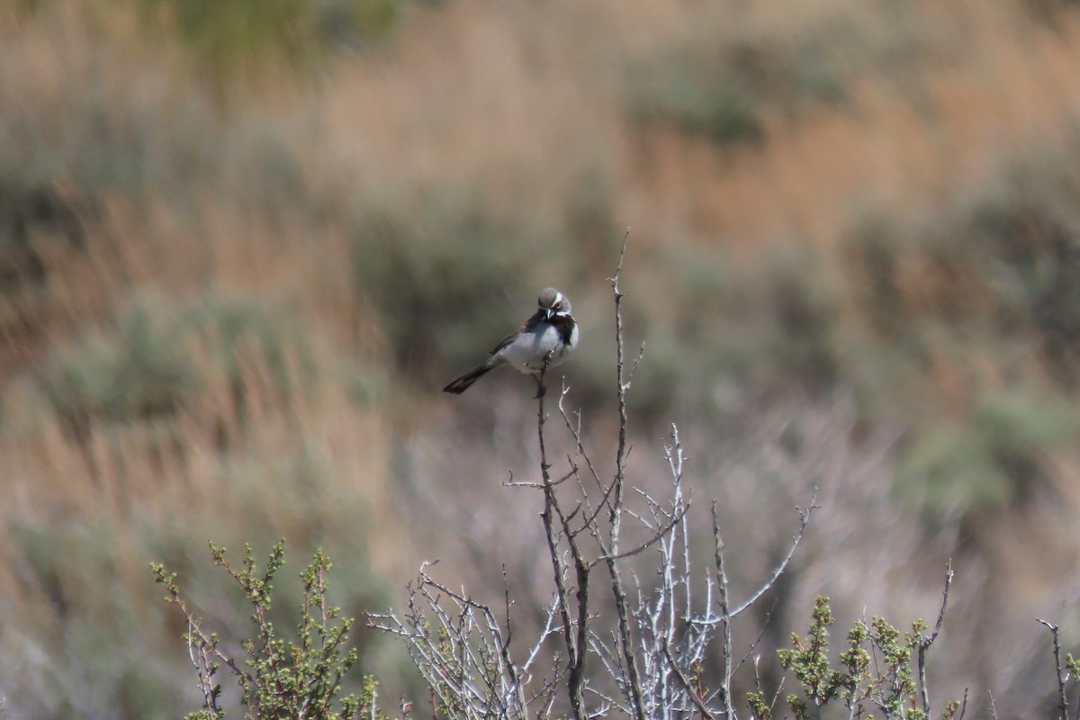 Black-throated Sparrow - Becky Turley