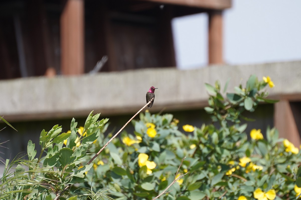 Anna's Hummingbird - Amber Zertuche