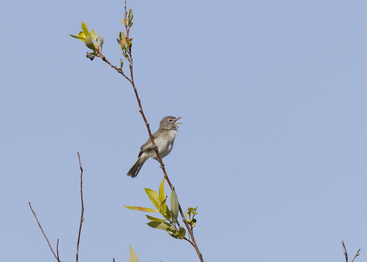 Bell's Vireo - Ken Chen