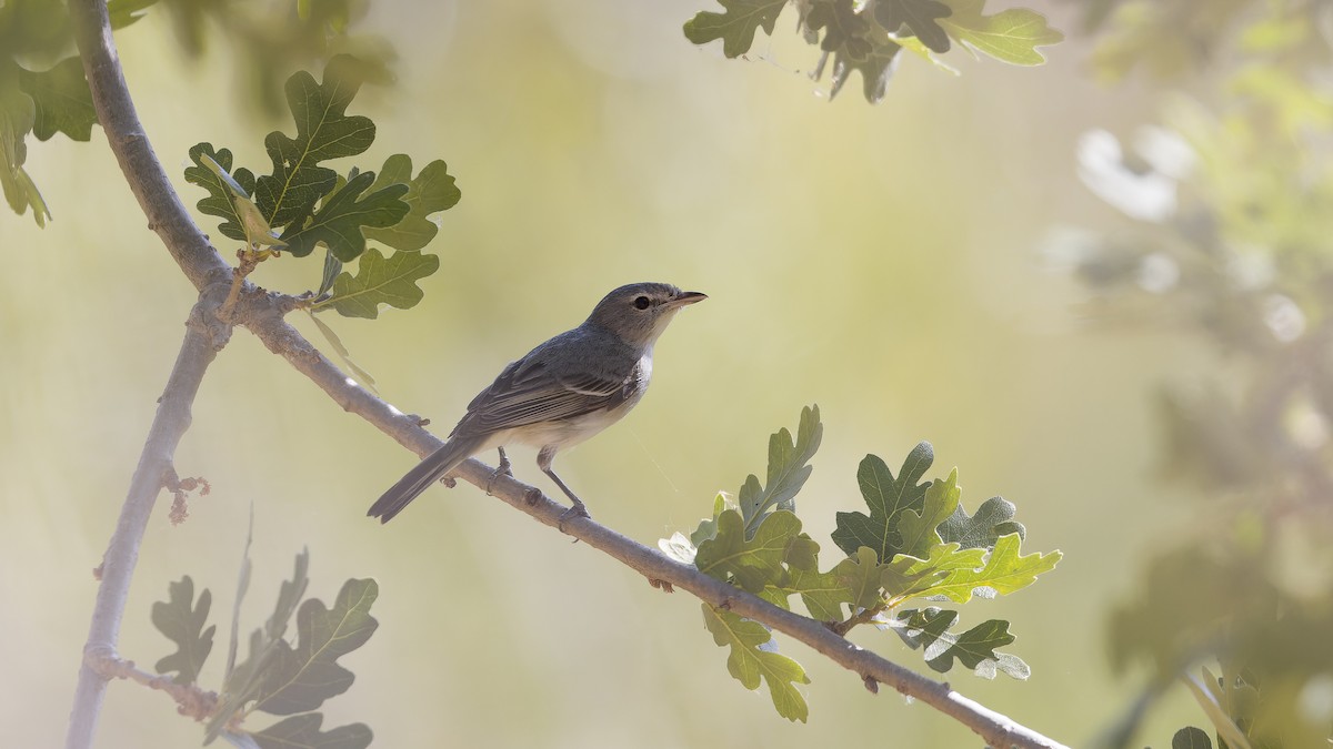 Bell's Vireo - ML619473551