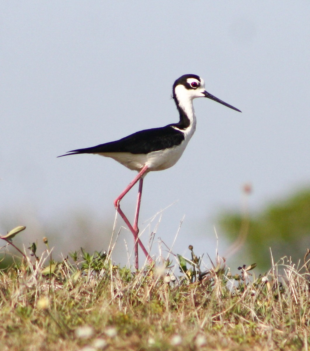 Black-necked Stilt - Serguei Alexander López Perez