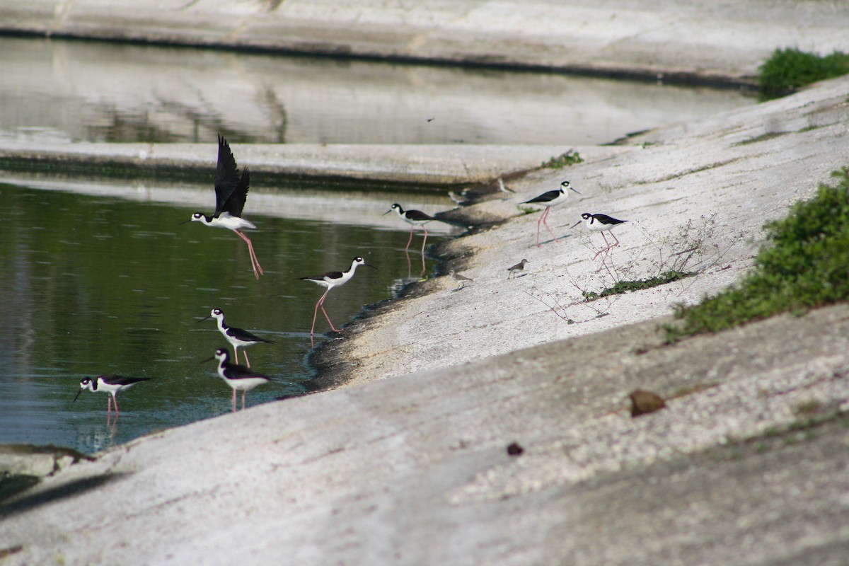 Black-necked Stilt - Serguei Alexander López Perez