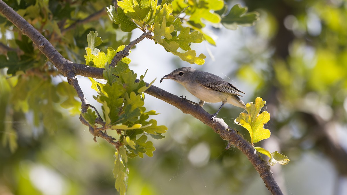 Bell's Vireo - ML619473554