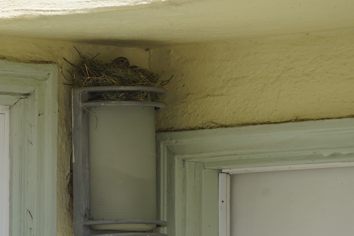 House Finch - Amber Zertuche