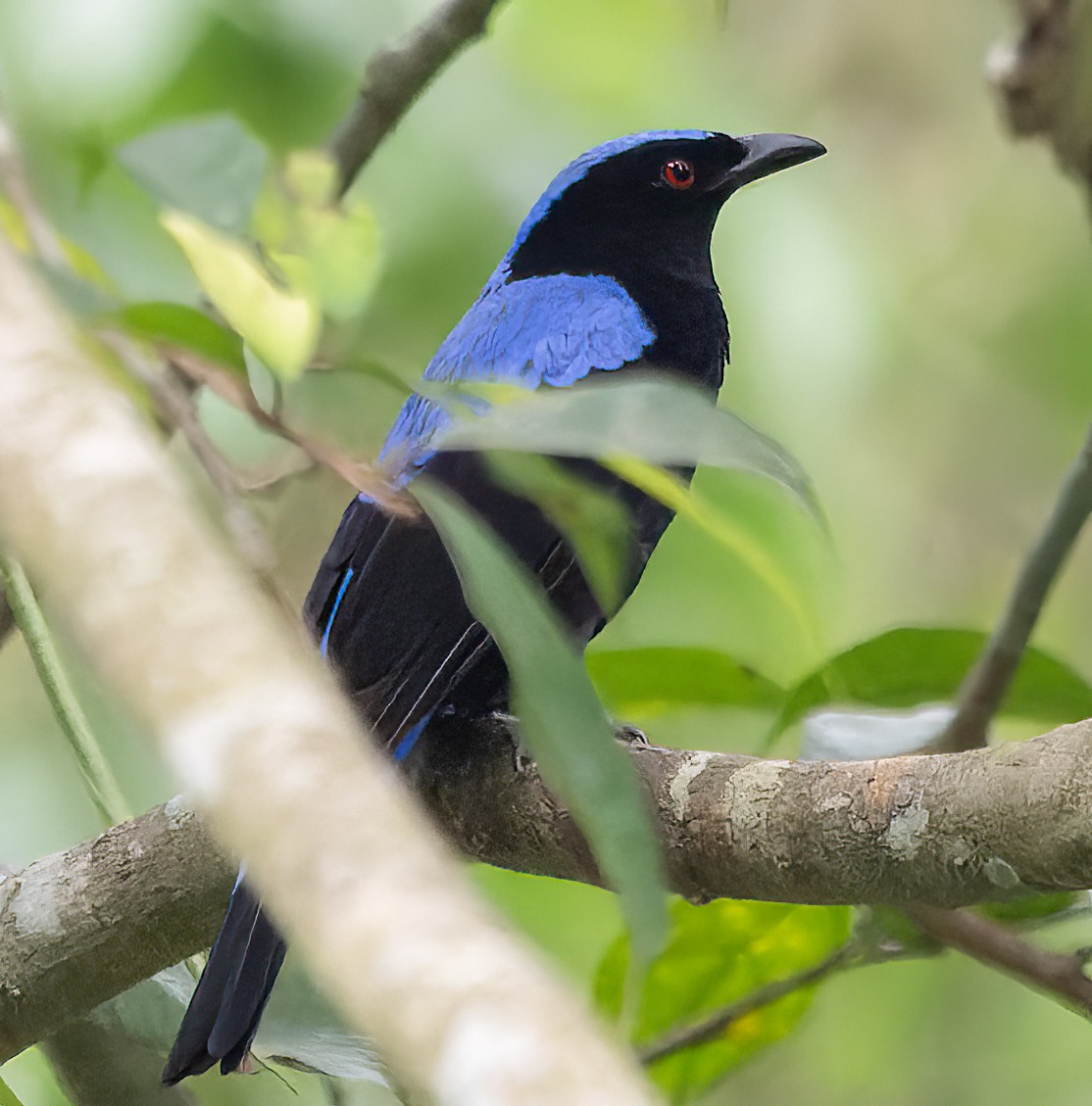 Asian Fairy-bluebird - James Moore (Maryland)