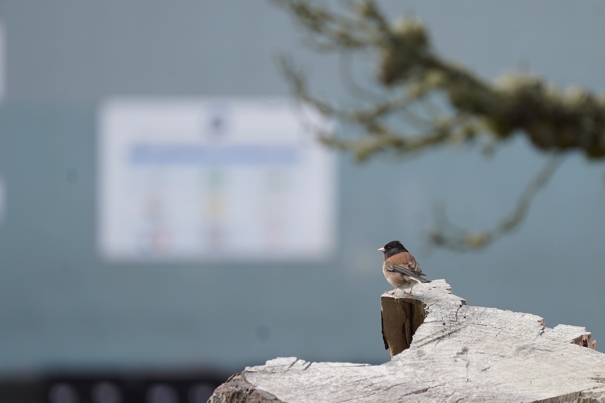 Dark-eyed Junco - Amber Zertuche