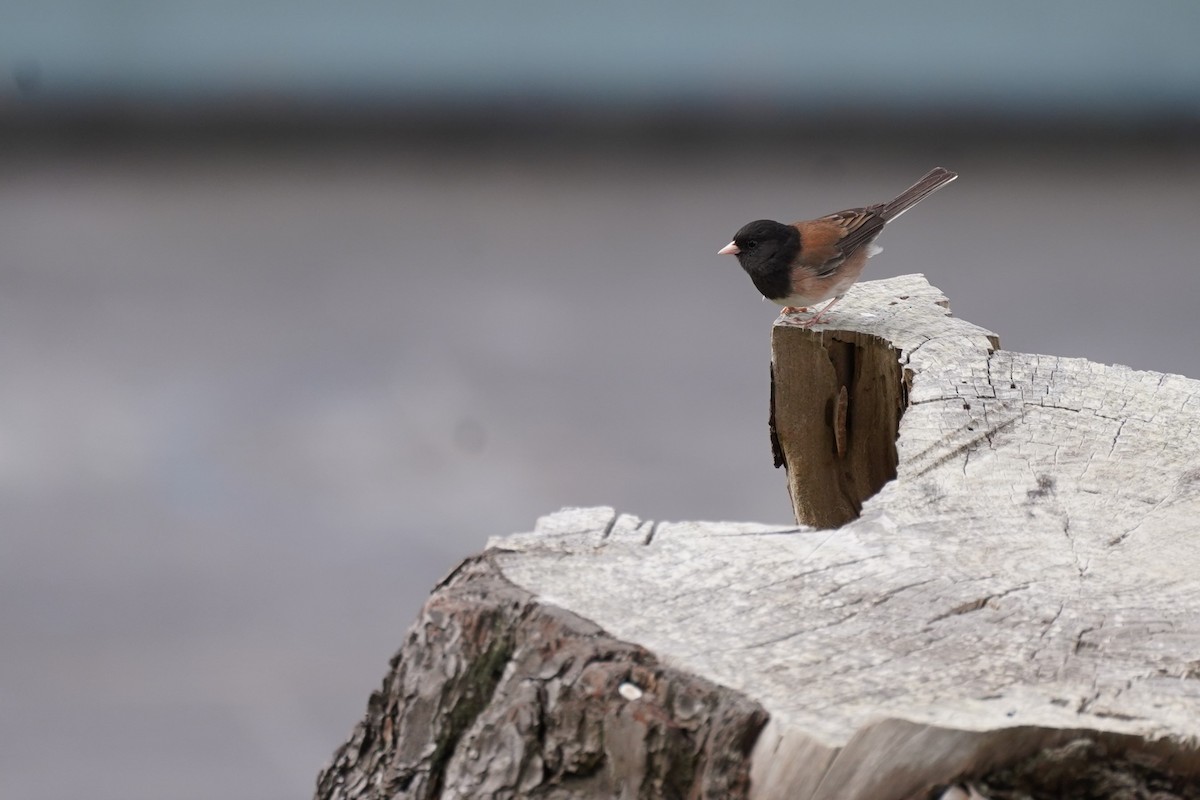 Dark-eyed Junco - Amber Zertuche