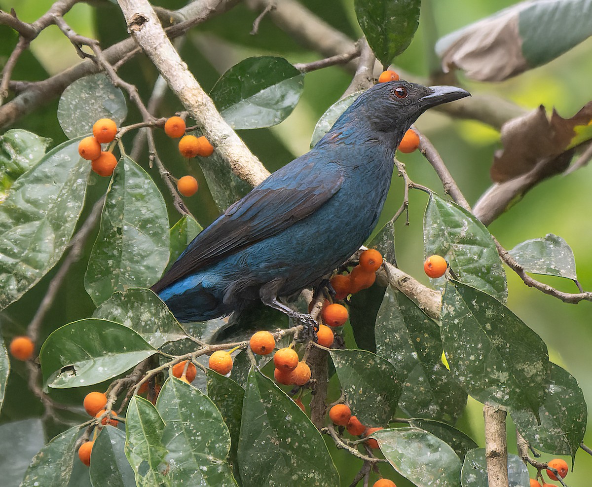 Asian Fairy-bluebird - James Moore (Maryland)