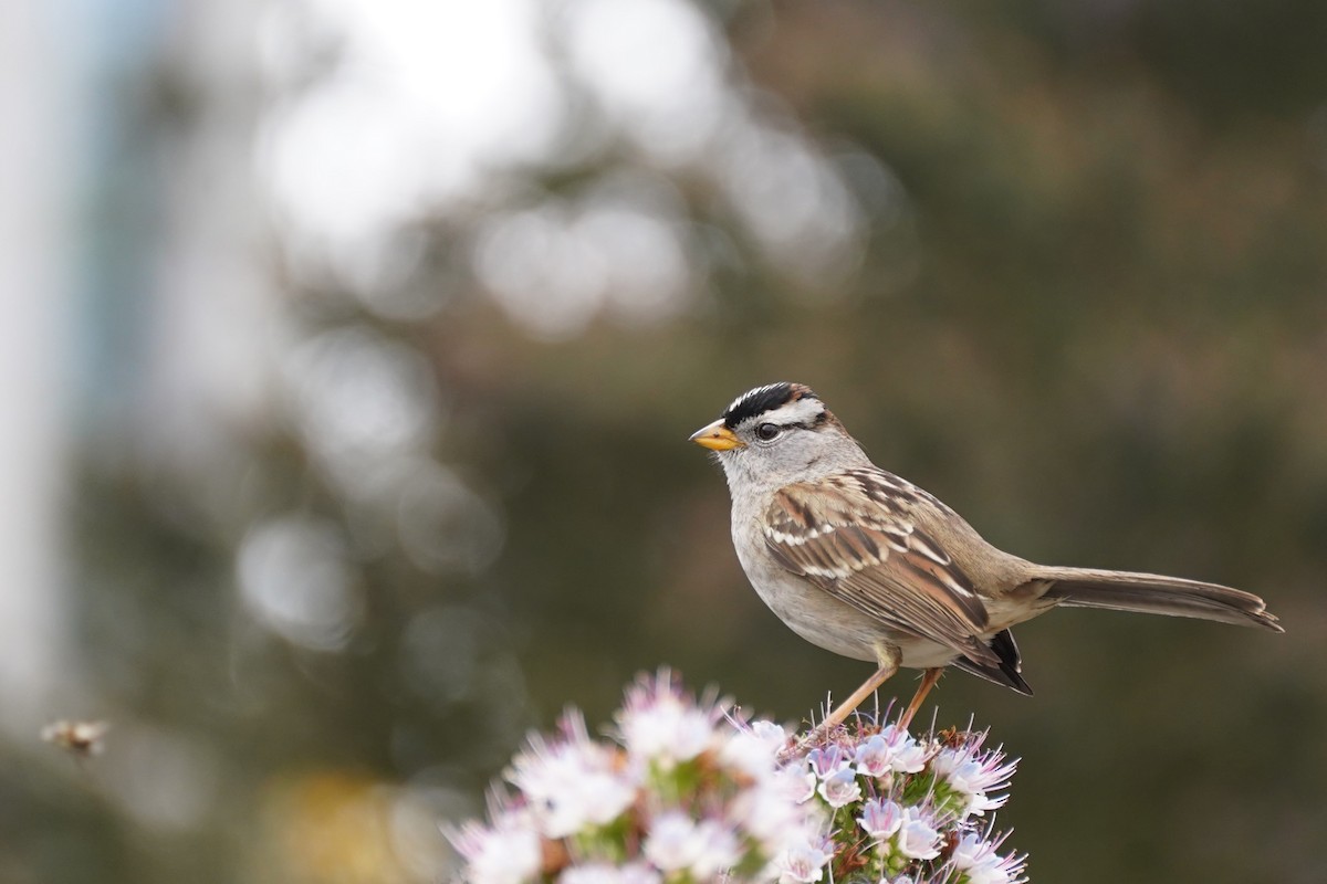 White-crowned Sparrow - Amber Zertuche