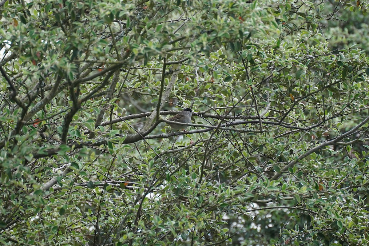 Golden-crowned Sparrow - Amber Zertuche