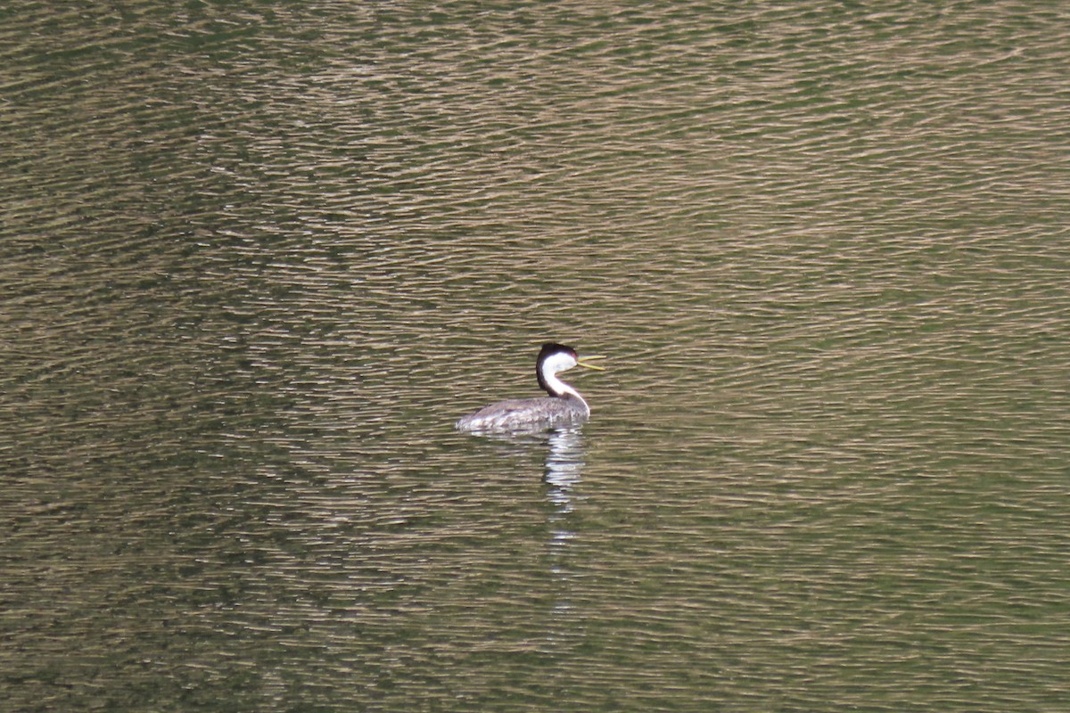 Western Grebe - Becky Turley