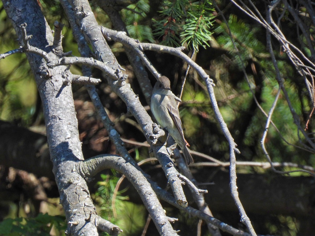 Western Wood-Pewee - K & K Pritchard