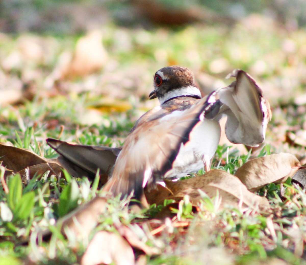 Killdeer - Serguei Alexander López Perez