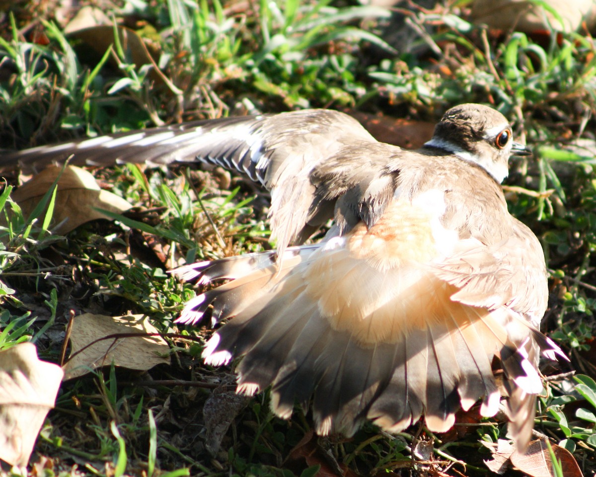 Killdeer - Serguei Alexander López Perez