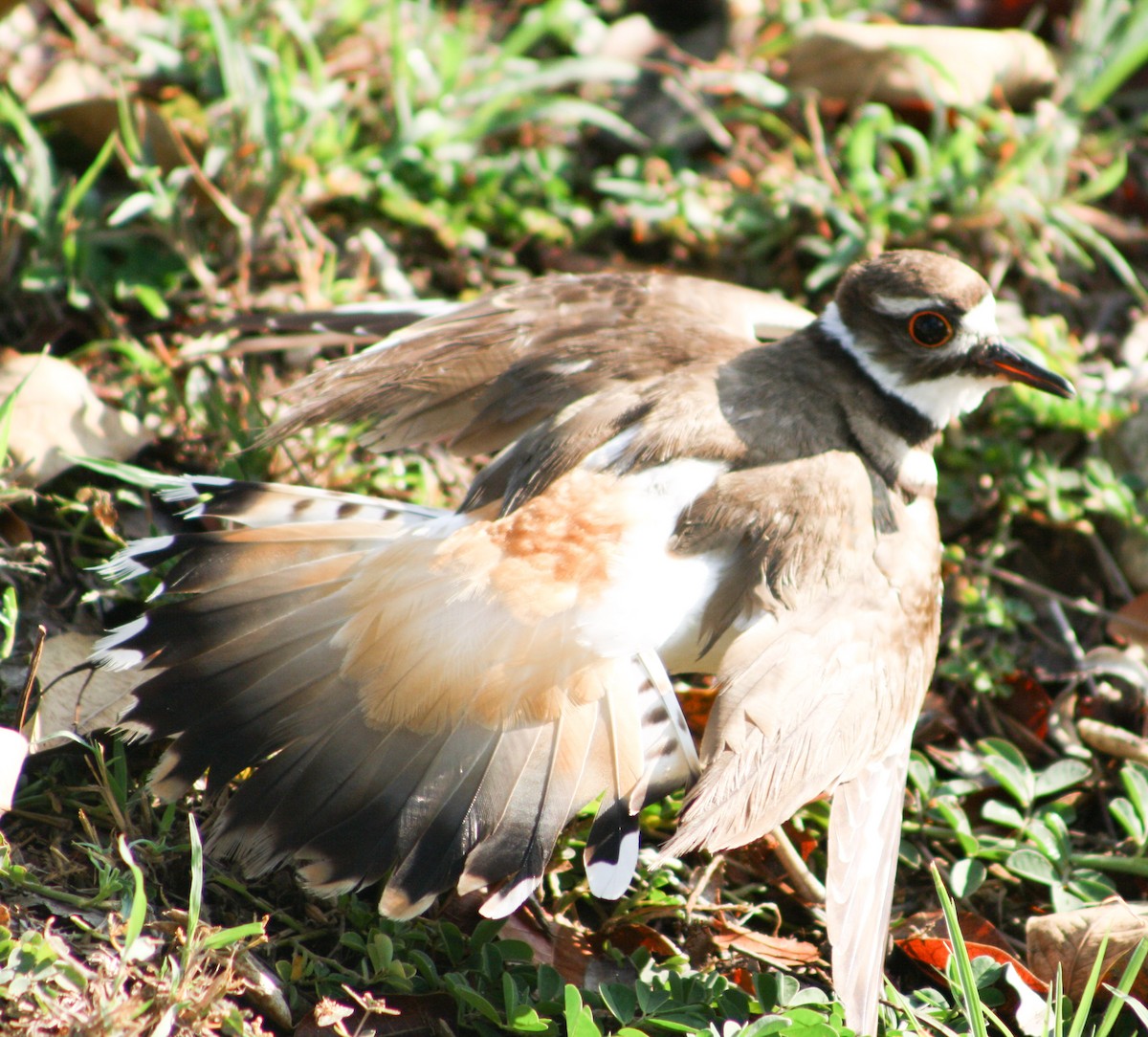 Killdeer - Serguei Alexander López Perez