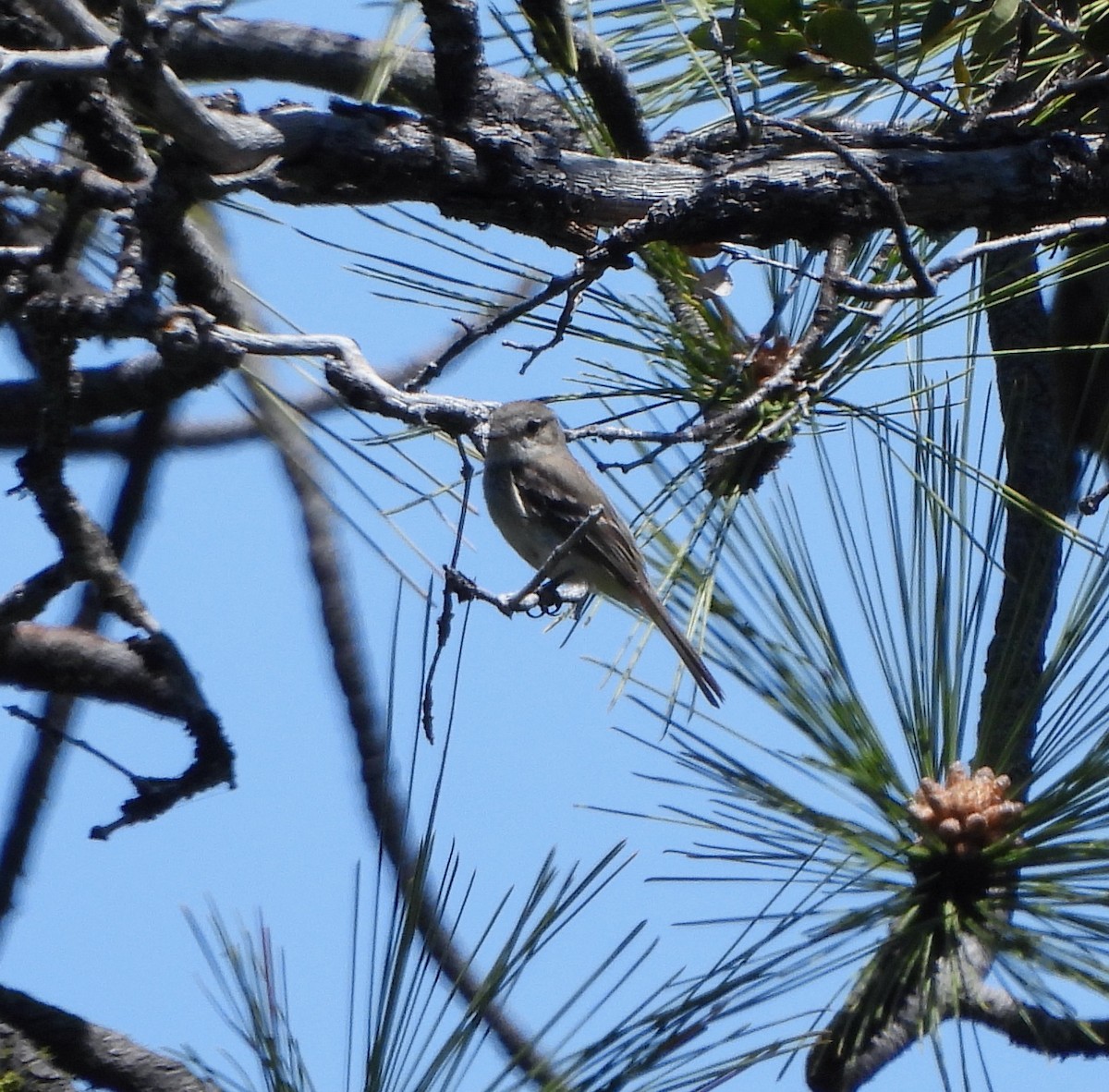 Dusky Flycatcher - Michelle Haglund