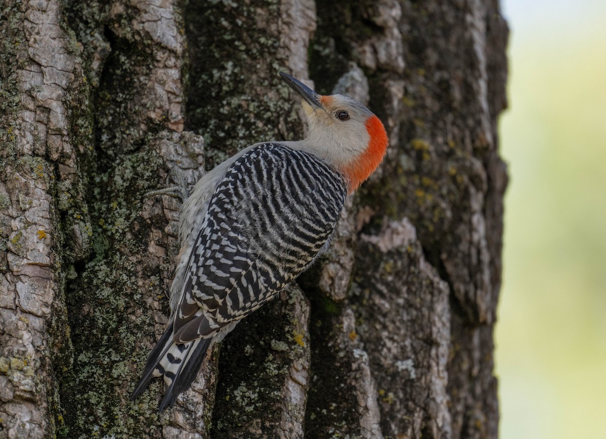Red-bellied Woodpecker - Philip Reimers