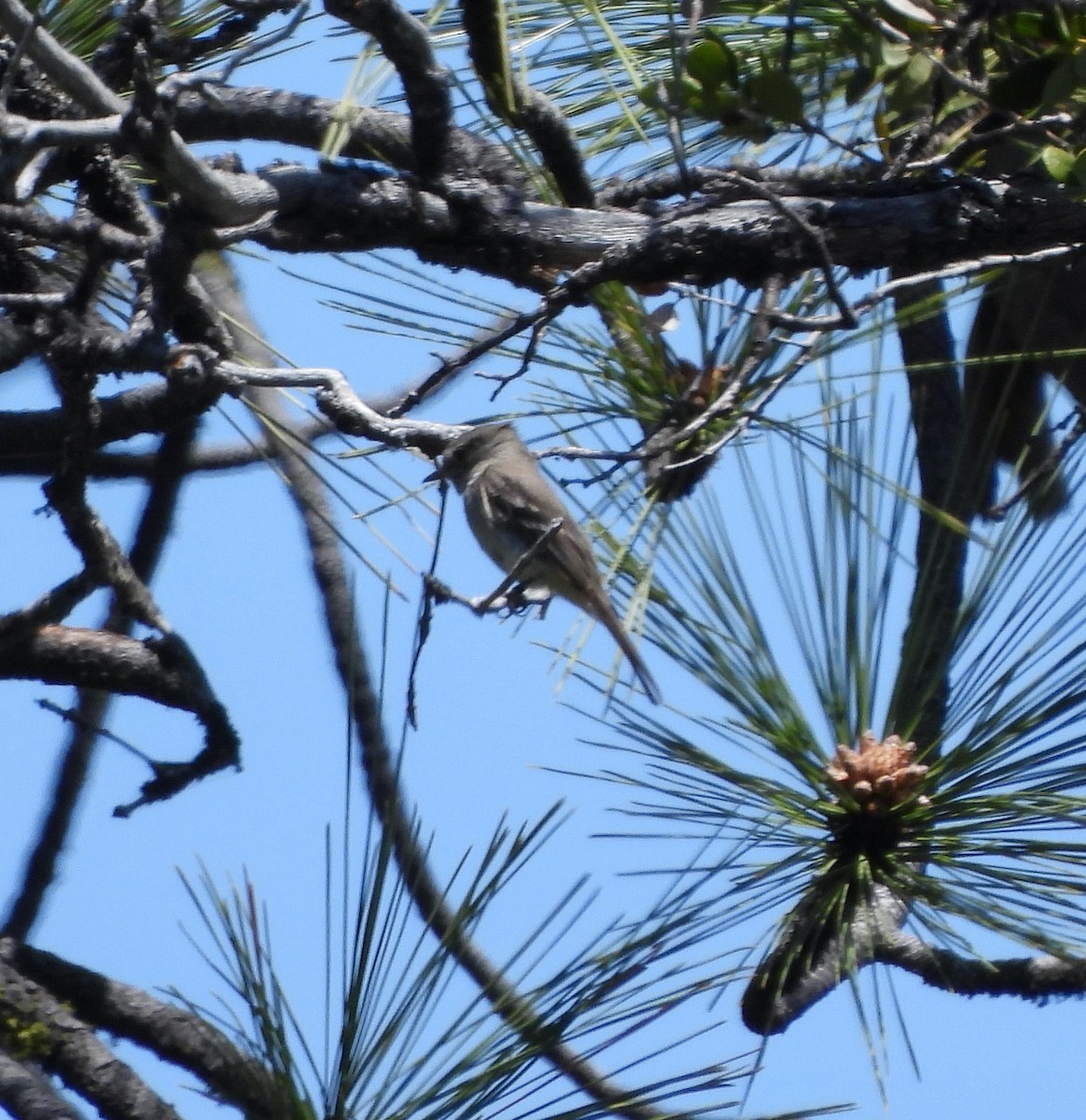 Dusky Flycatcher - Michelle Haglund