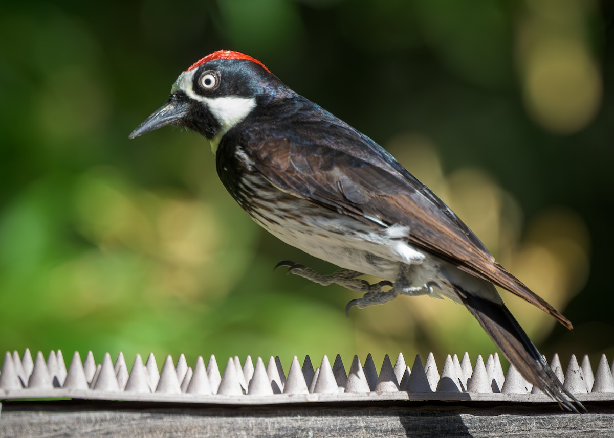 Acorn Woodpecker - Paul LaFrance