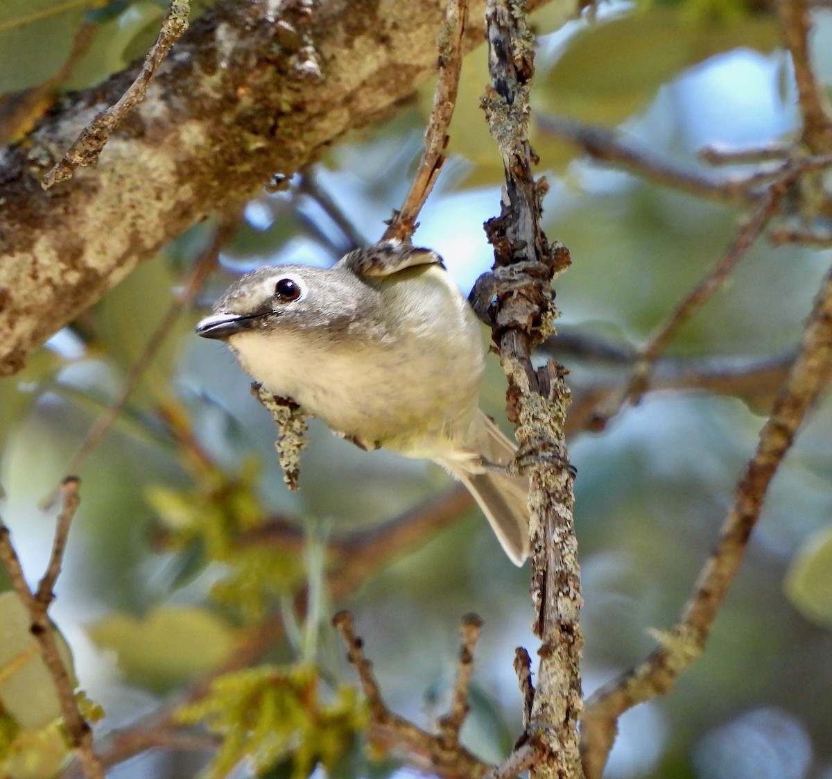 Cassin's Vireo - Michelle Haglund