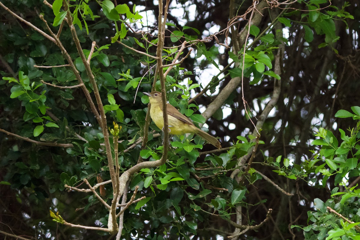 Bulbul à poitrine jaune - ML619473603