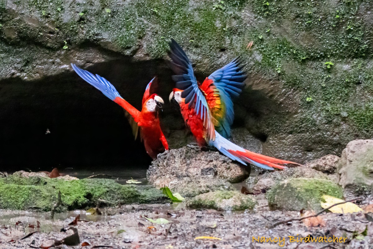 Scarlet Macaw - Nancy Fernández