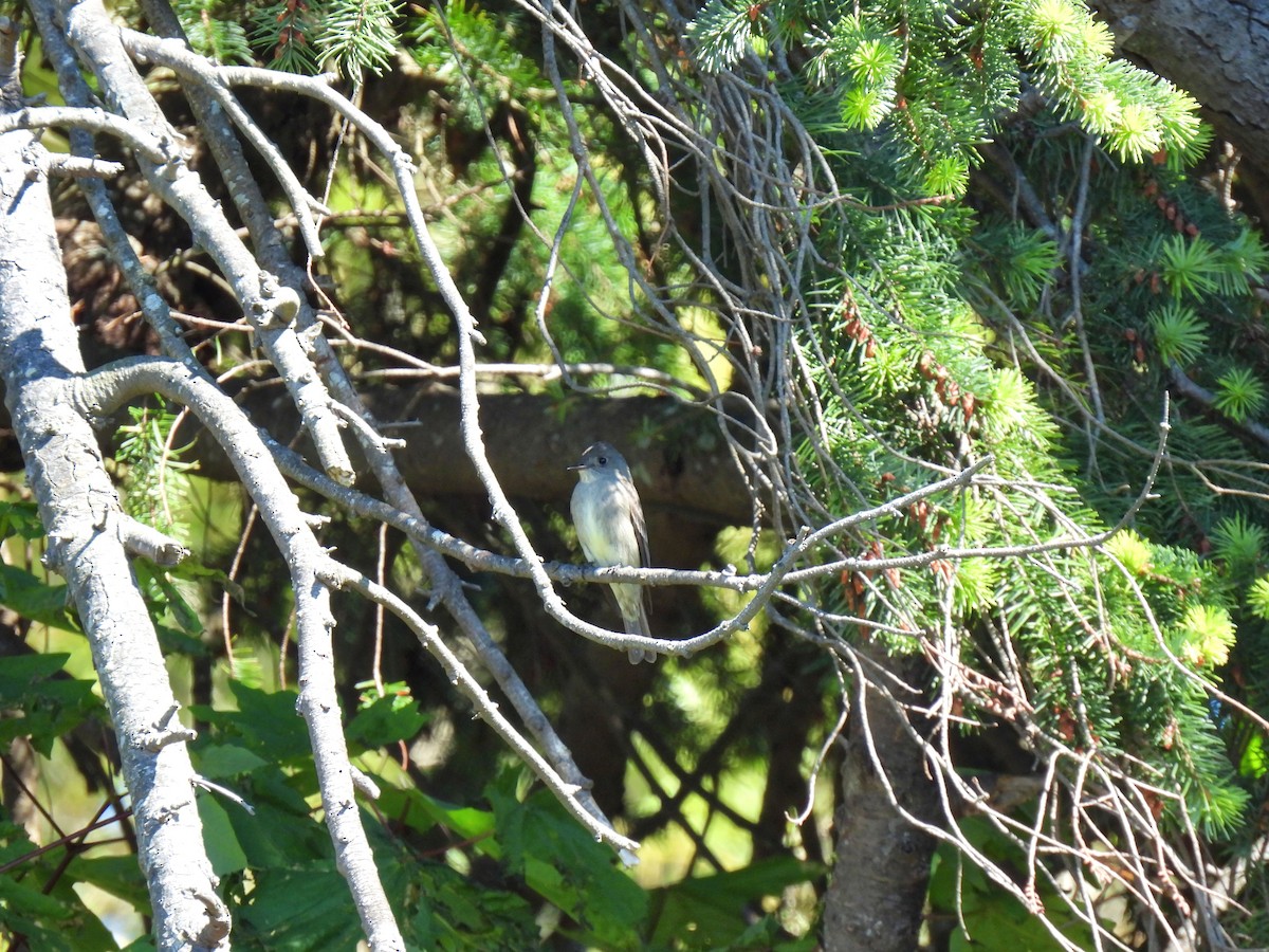 Western Wood-Pewee - K & K Pritchard