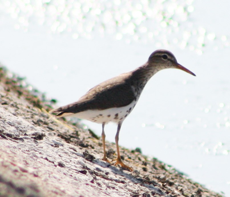 Spotted Sandpiper - Serguei Alexander López Perez