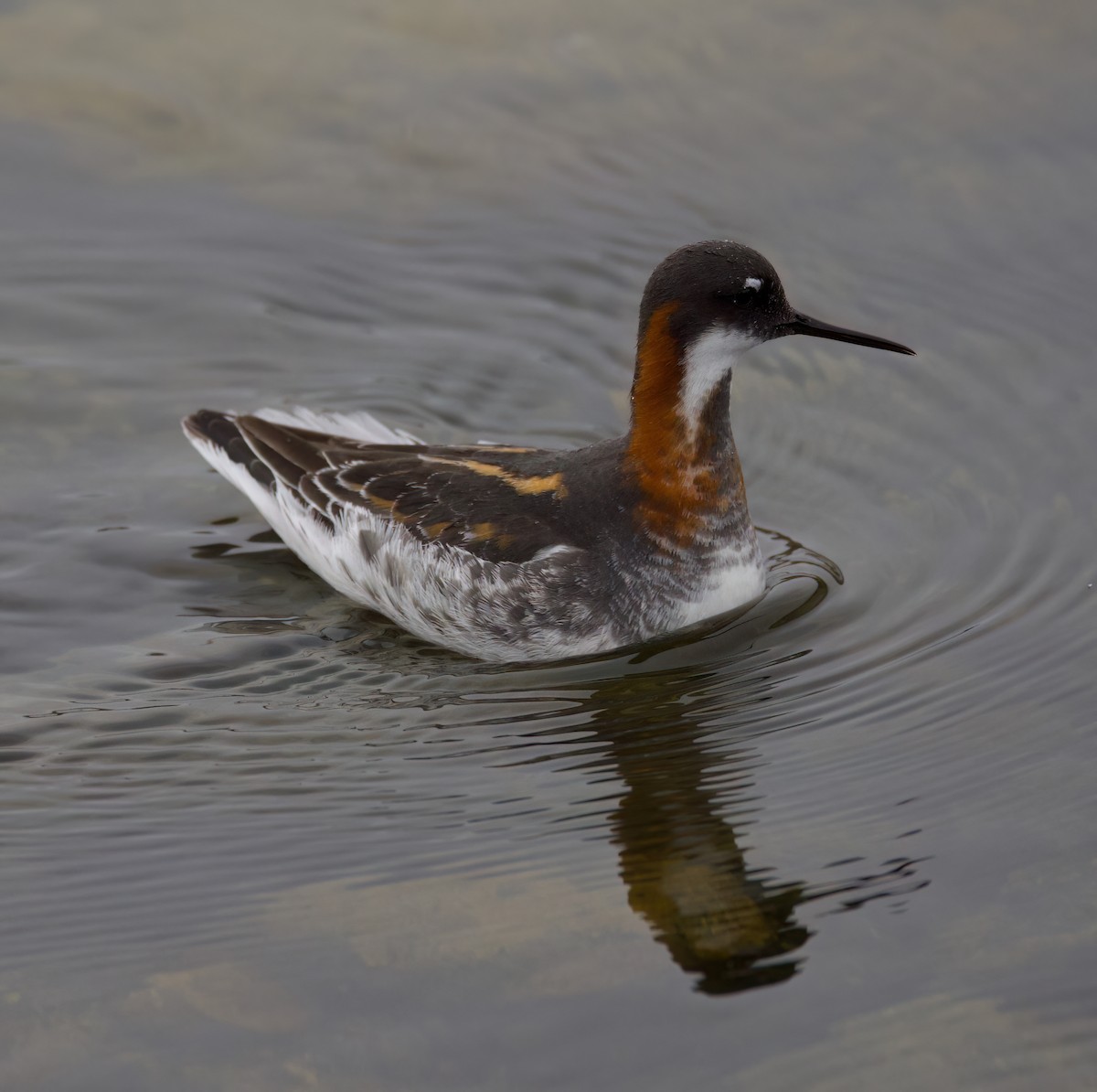 Red-necked Phalarope - Matt Yawney