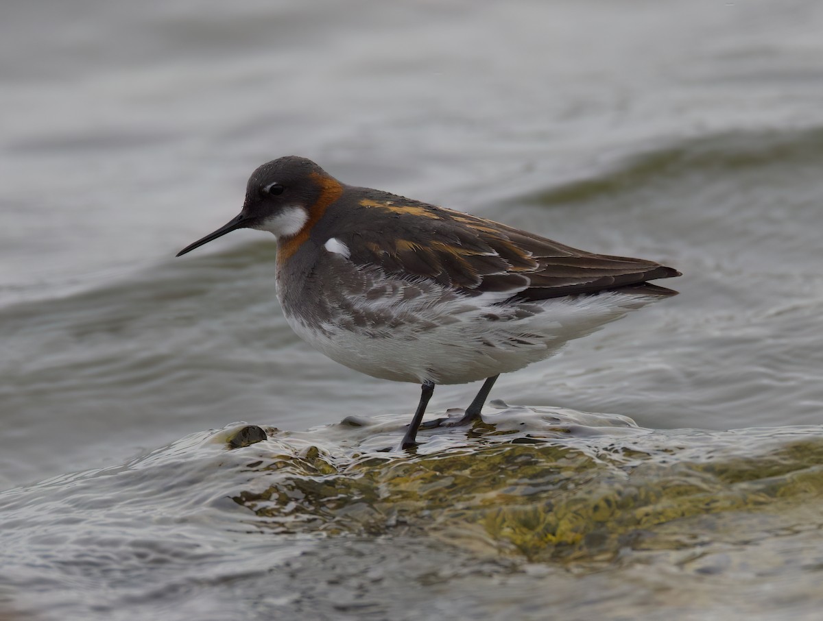 Red-necked Phalarope - Matt Yawney