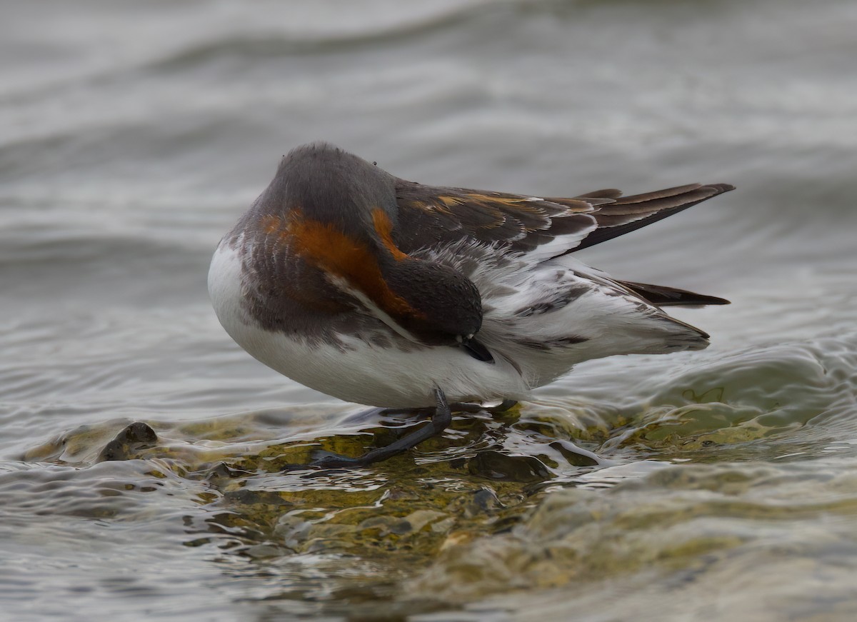 Red-necked Phalarope - Matt Yawney